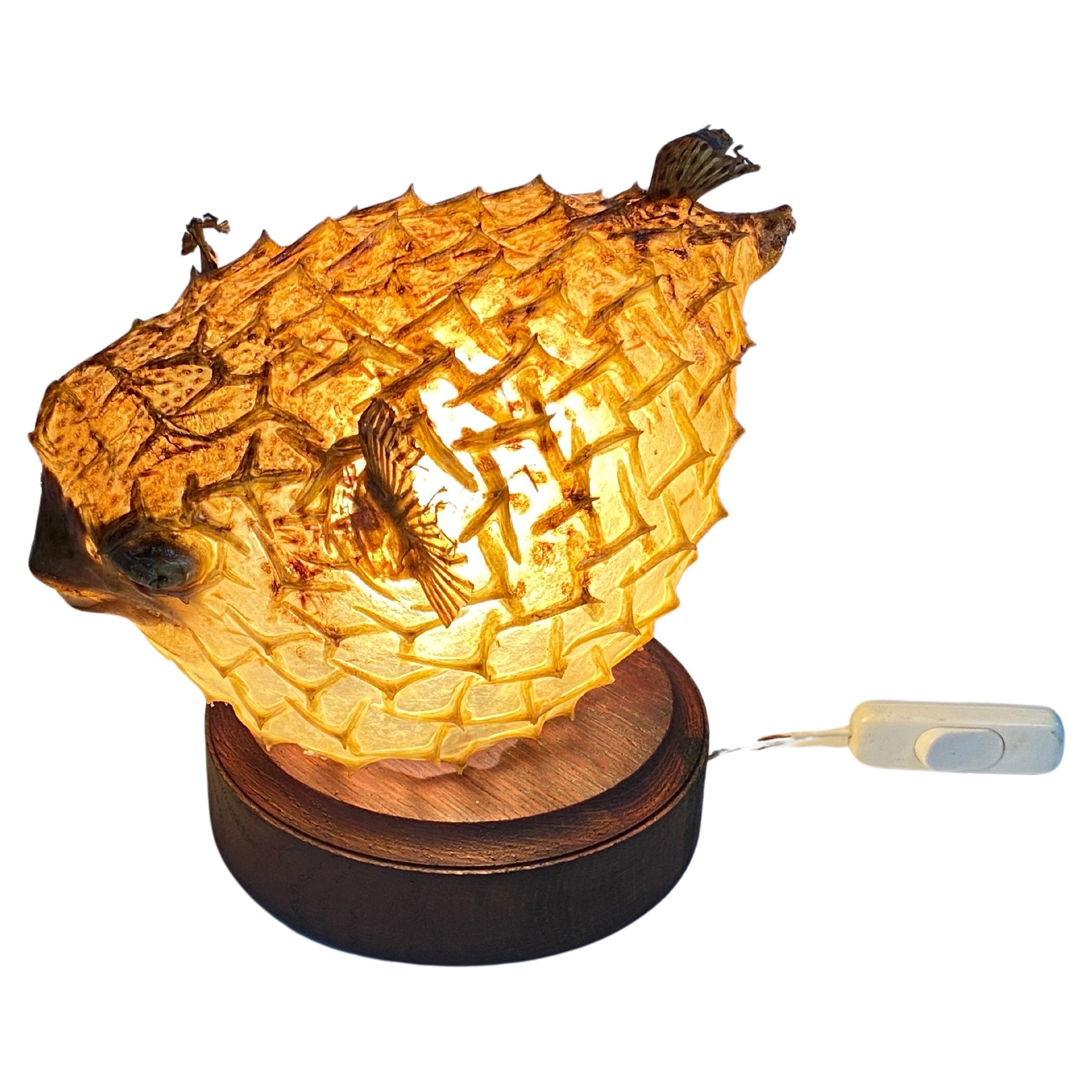 Tischlampe mit einem antiken Exemplar aus natürlicher Taxidermie aus Porcupinefisch im Zustand „Gut“ im Angebot in Auribeau sur Siagne, FR