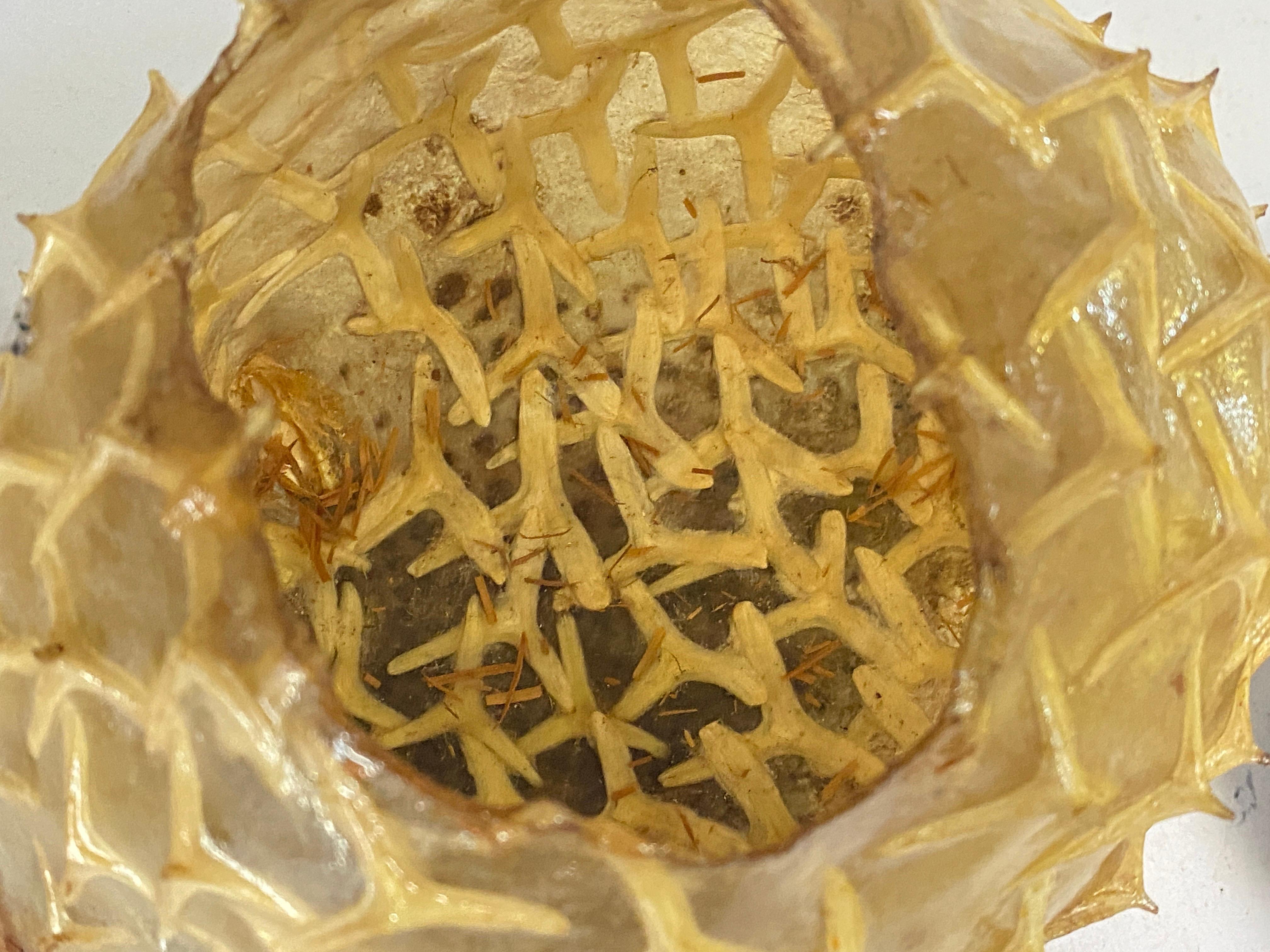 Tischlampe mit einem antiken Exemplar aus natürlicher Taxidermie aus Porcupinefisch im Angebot 2