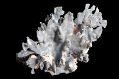Table Mount Blue Coral