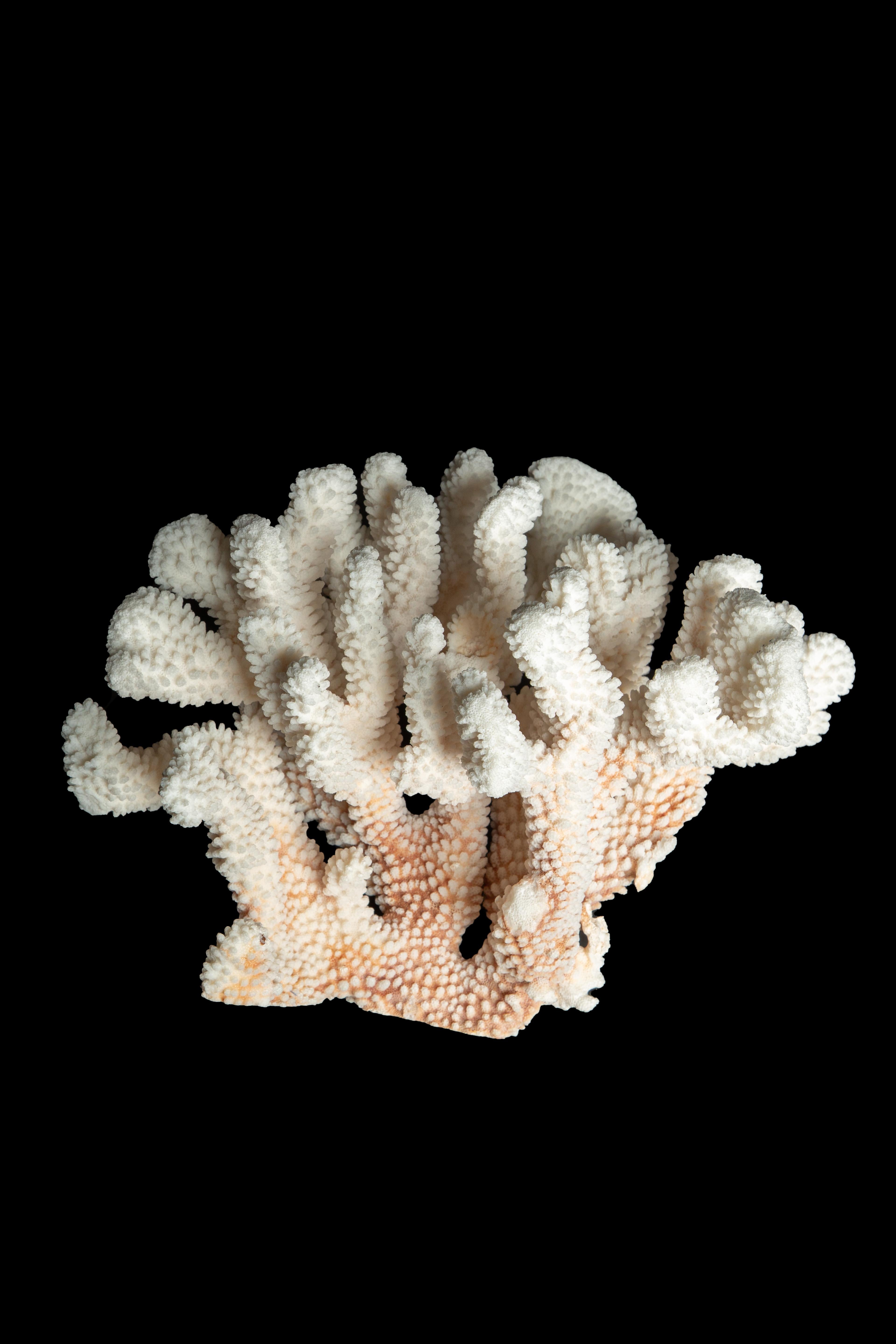 Table Mount Cauliflower Coral:

Measures: 13