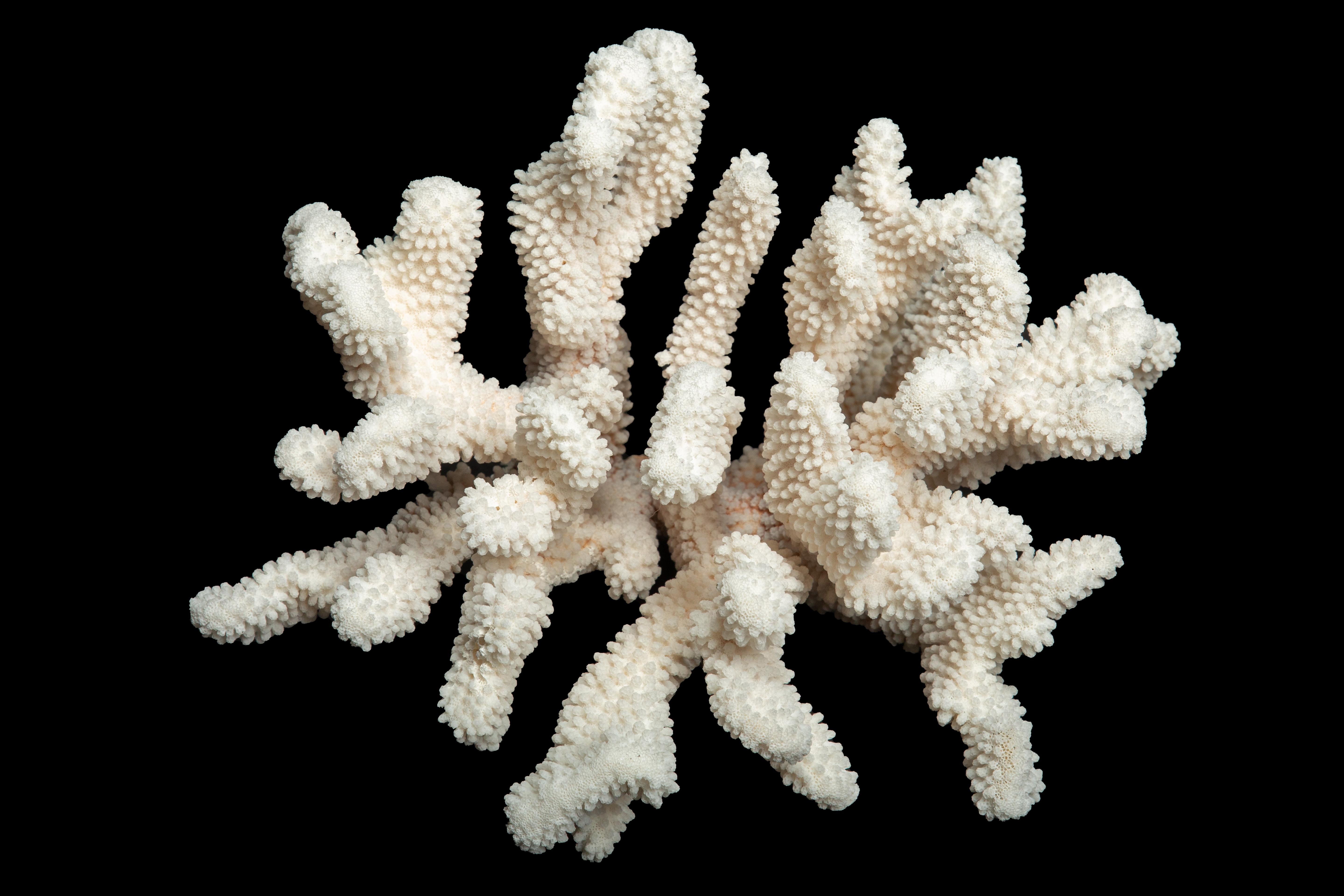 Tischhalterung Blumenkohl Koralle im Zustand „Neu“ im Angebot in New York, NY