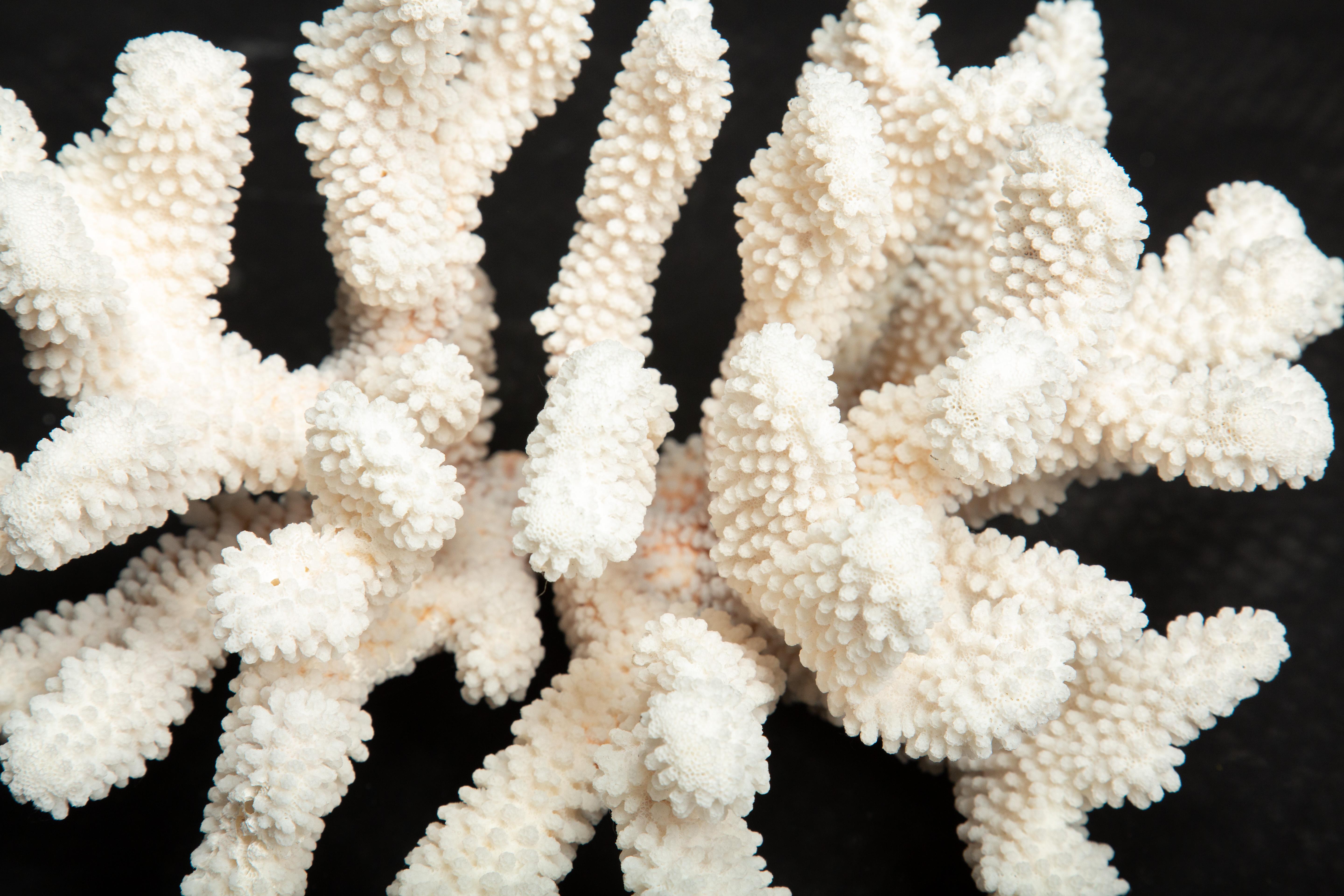 Tischhalterung Blumenkohl Koralle (21. Jahrhundert und zeitgenössisch) im Angebot