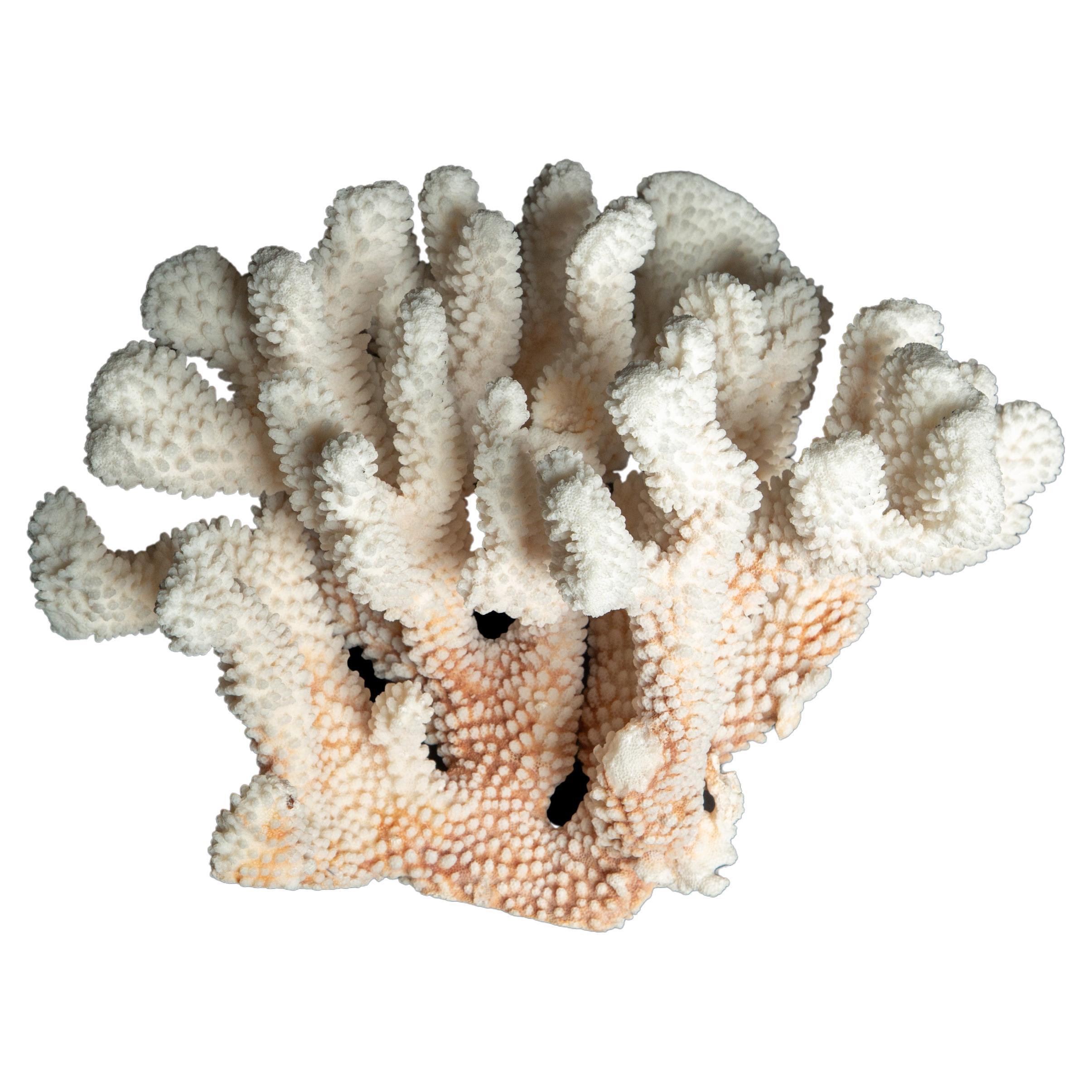 Tischhalterung Blumenkohl Koralle im Angebot