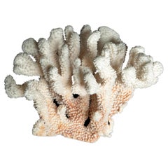 Tischhalterung Blumenkohl Koralle