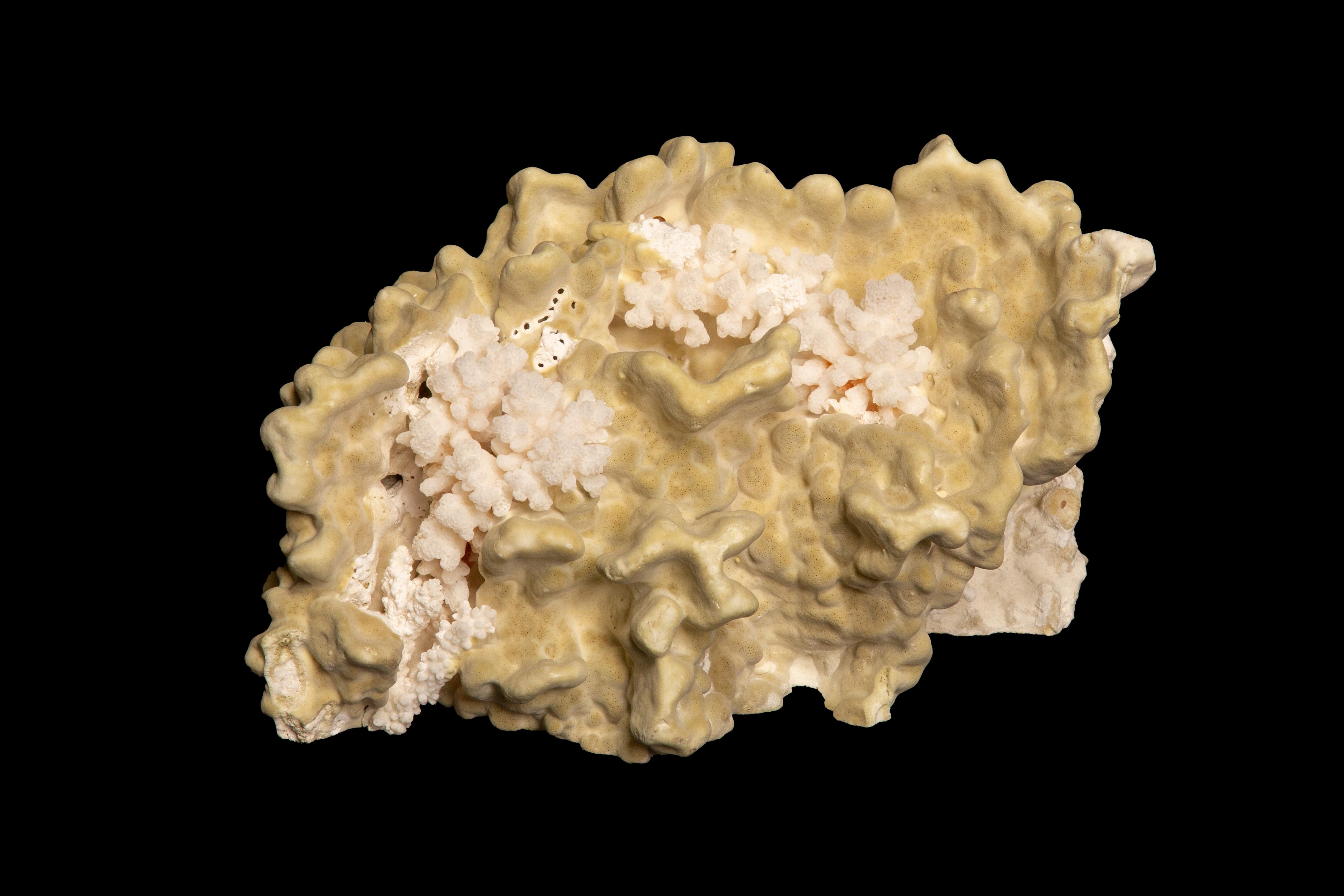 Table Mounted Green Coral:

Measures: 8