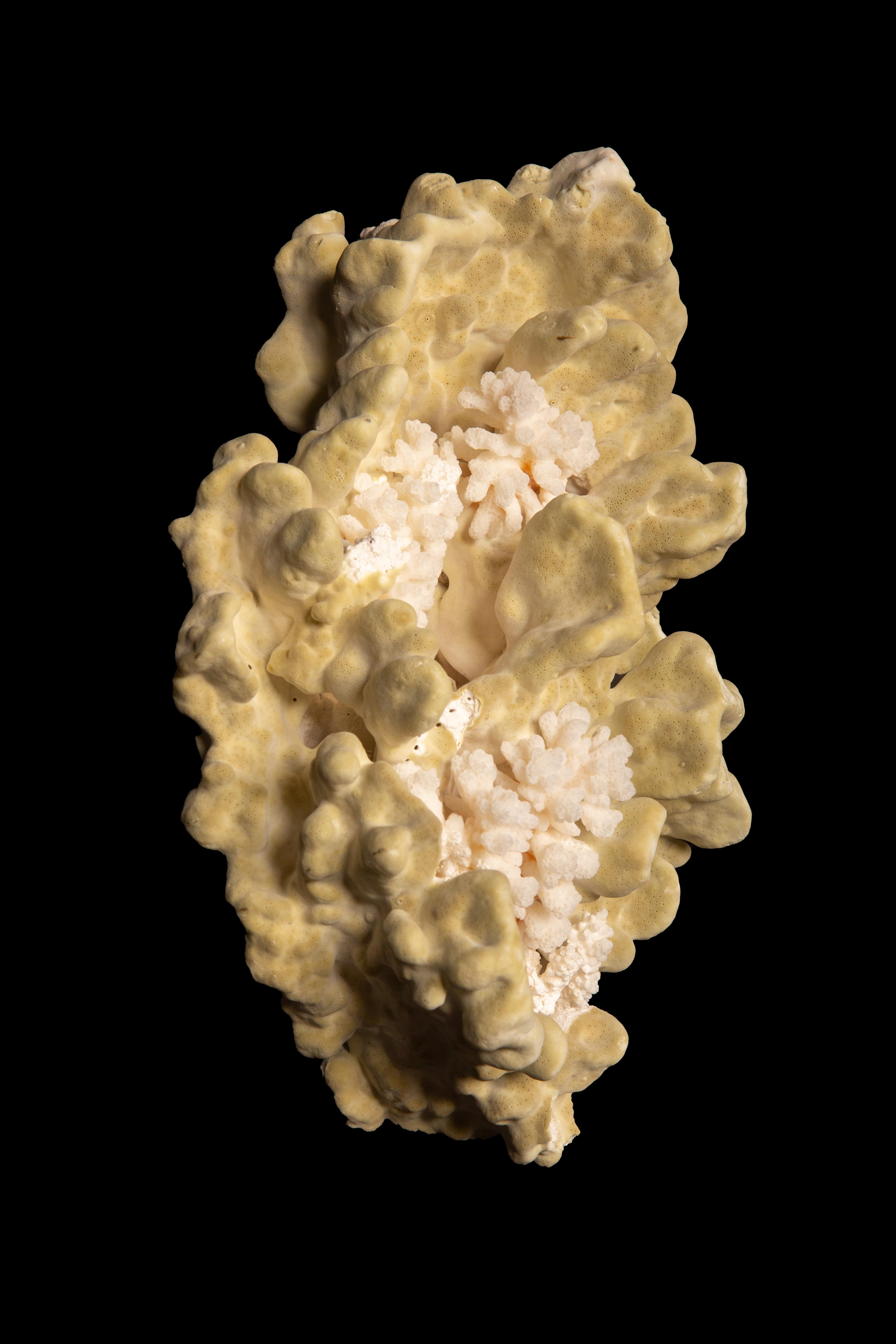 Table Mount Green Coral In New Condition For Sale In New York, NY