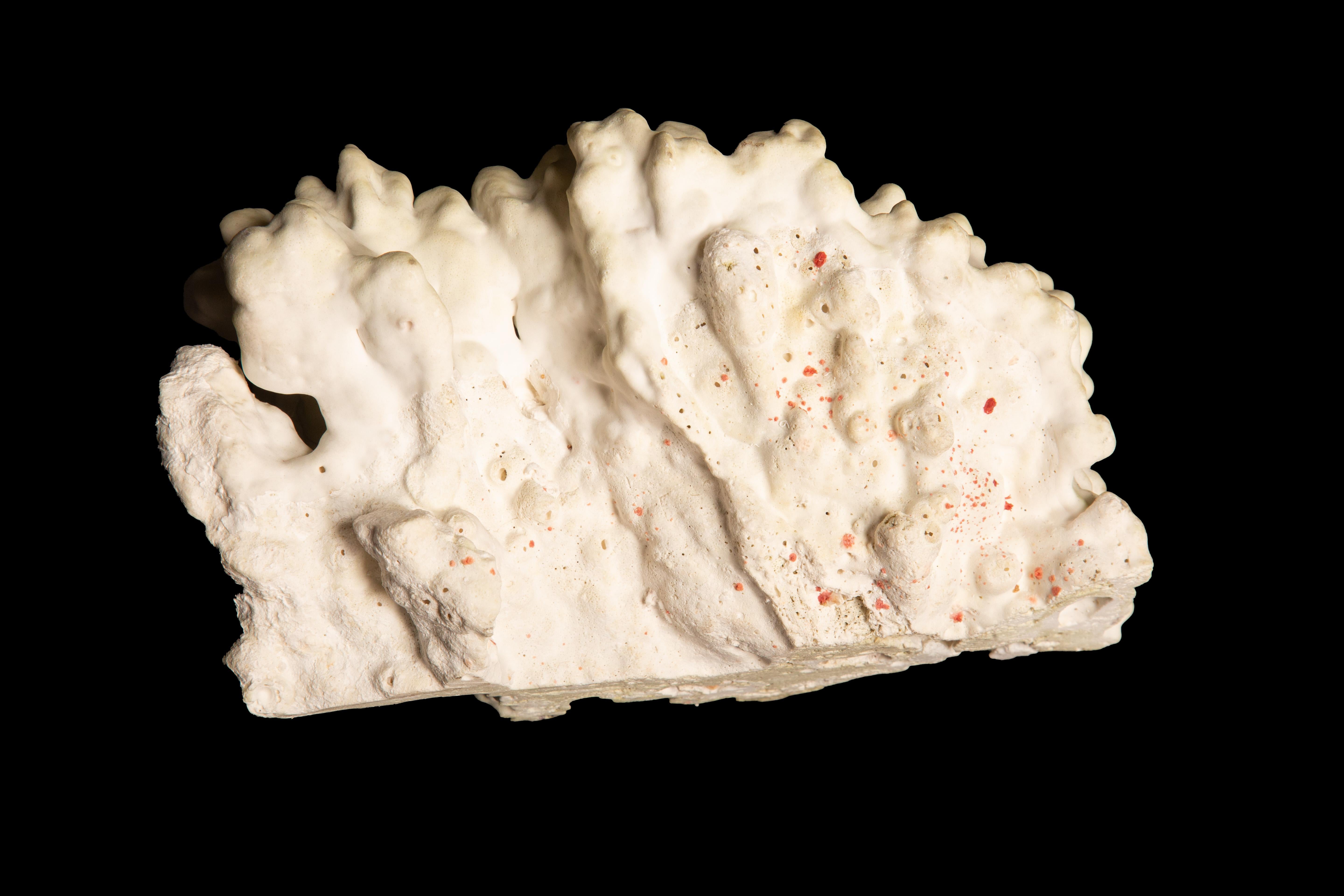 Table Mount Green Coral For Sale 1
