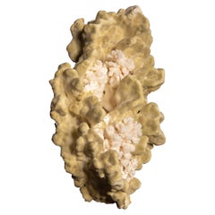 Table Mount Green Coral