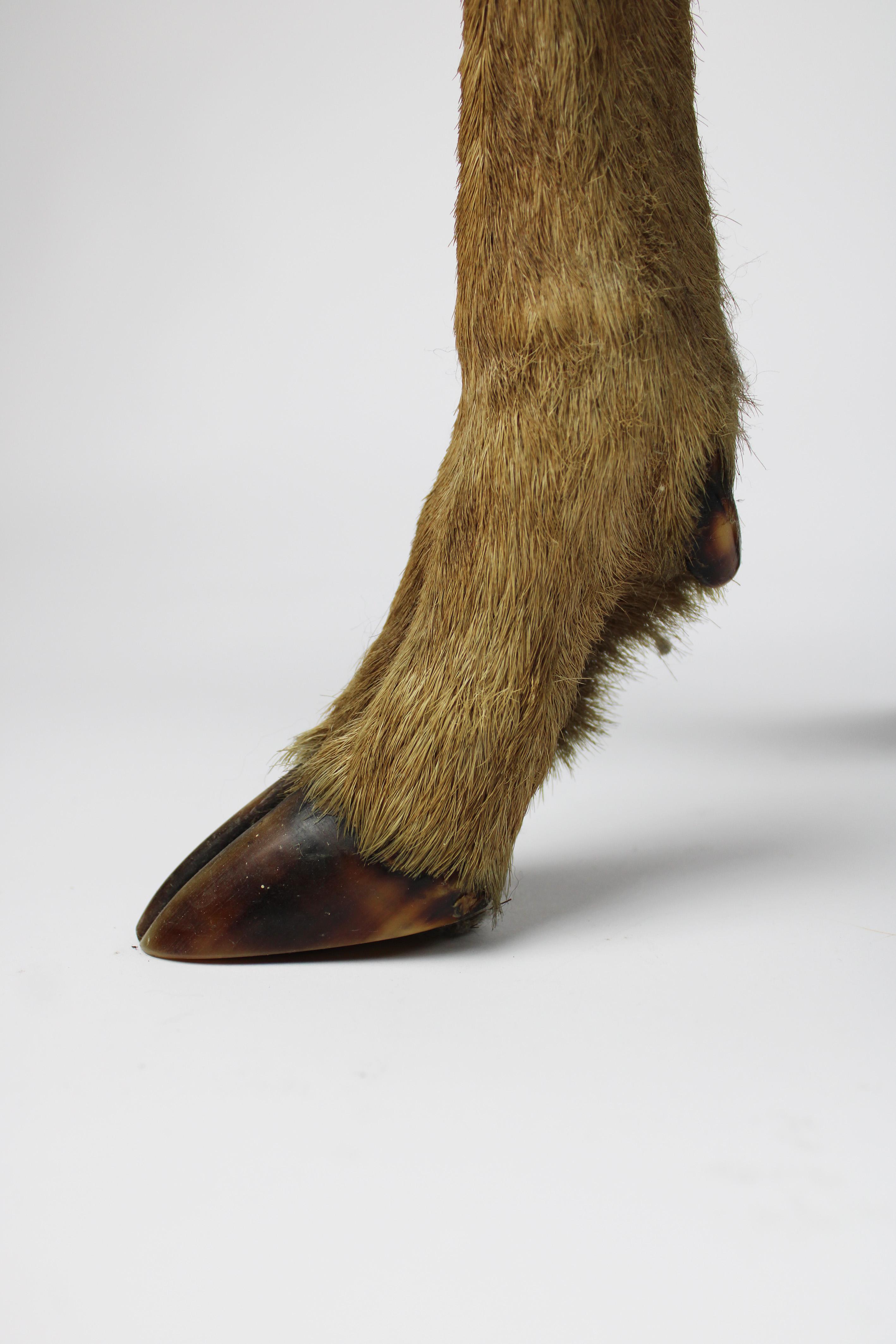 Tabouret Roe leg trophy Deer hunting Stool Beaver Fur France 1970's In Good Condition In Antwerpen, BE