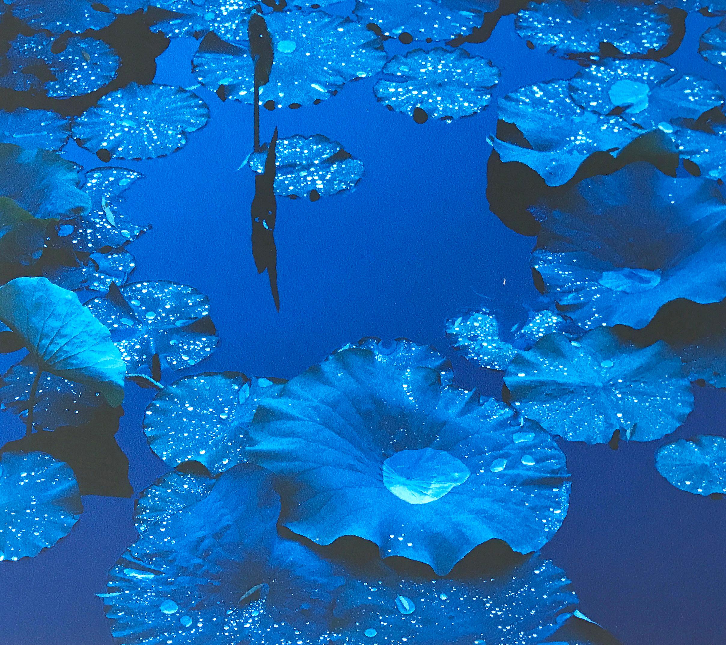 Blauer Lotus, Japan, zeitgenössische farbige japanische Fotografie, signiert vom Künstler – Photograph von Tadayuki Naito