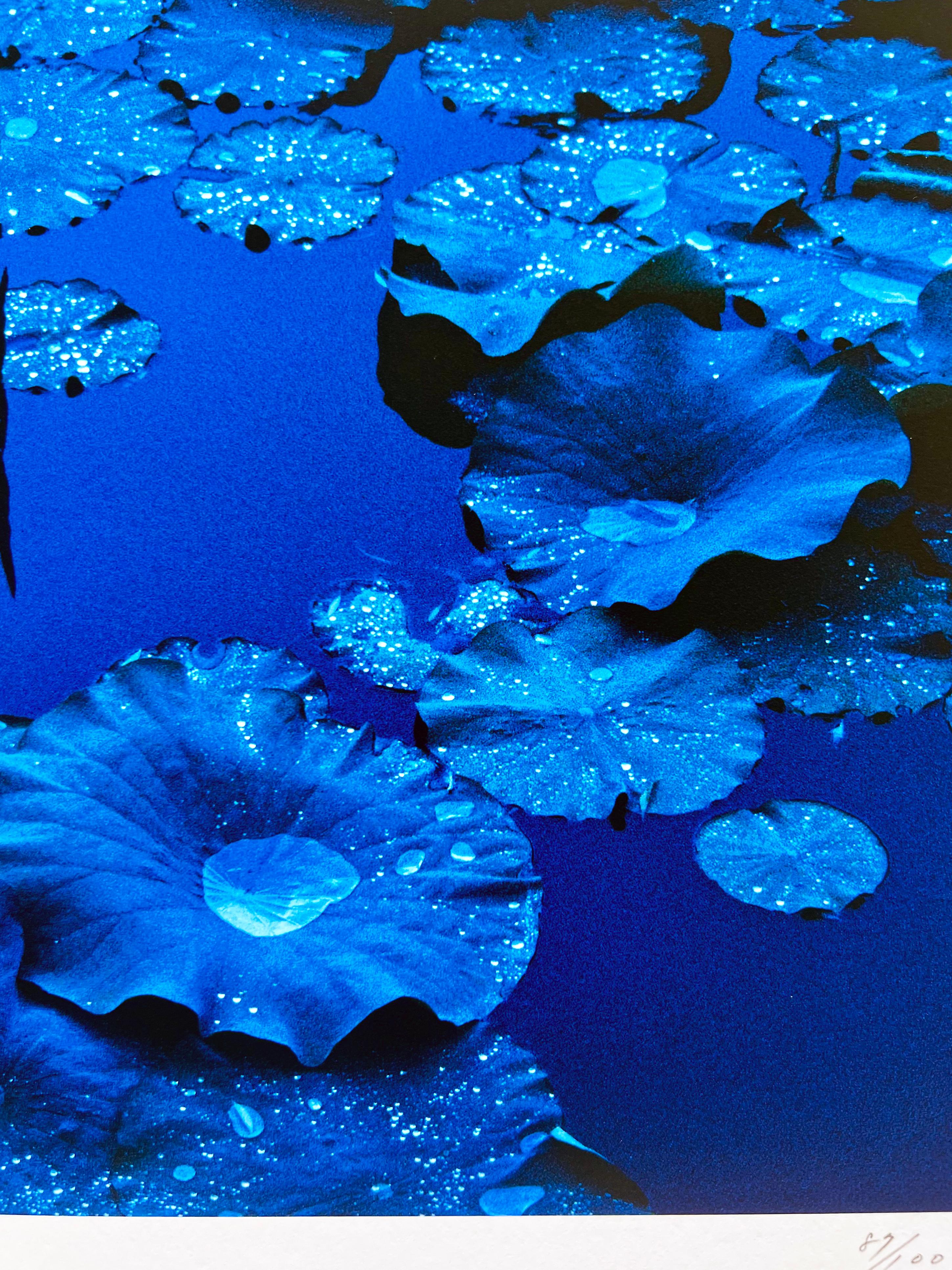 zeitgenössische romane über den blauen lotus