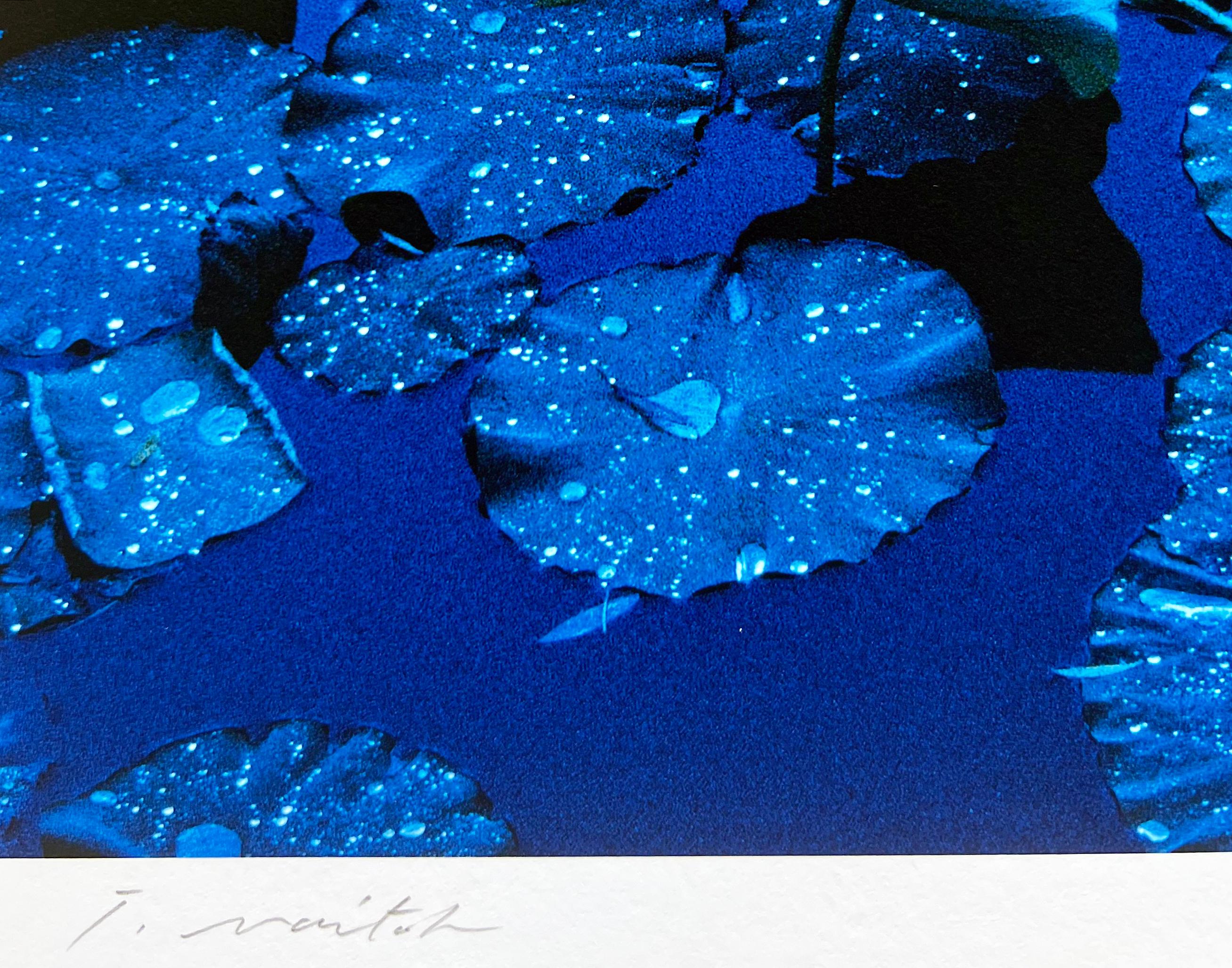 Blue Lotus, 2003 is a contemporary color photograph by Japanese artist Tadayuki Naito. Naito created a series on the blue lotus, a flower of peace and hope. The artist’s desire was to express the intrinsically Japanese aesthetic of embodiment of the