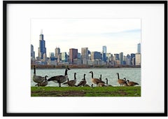 Chicago geese
