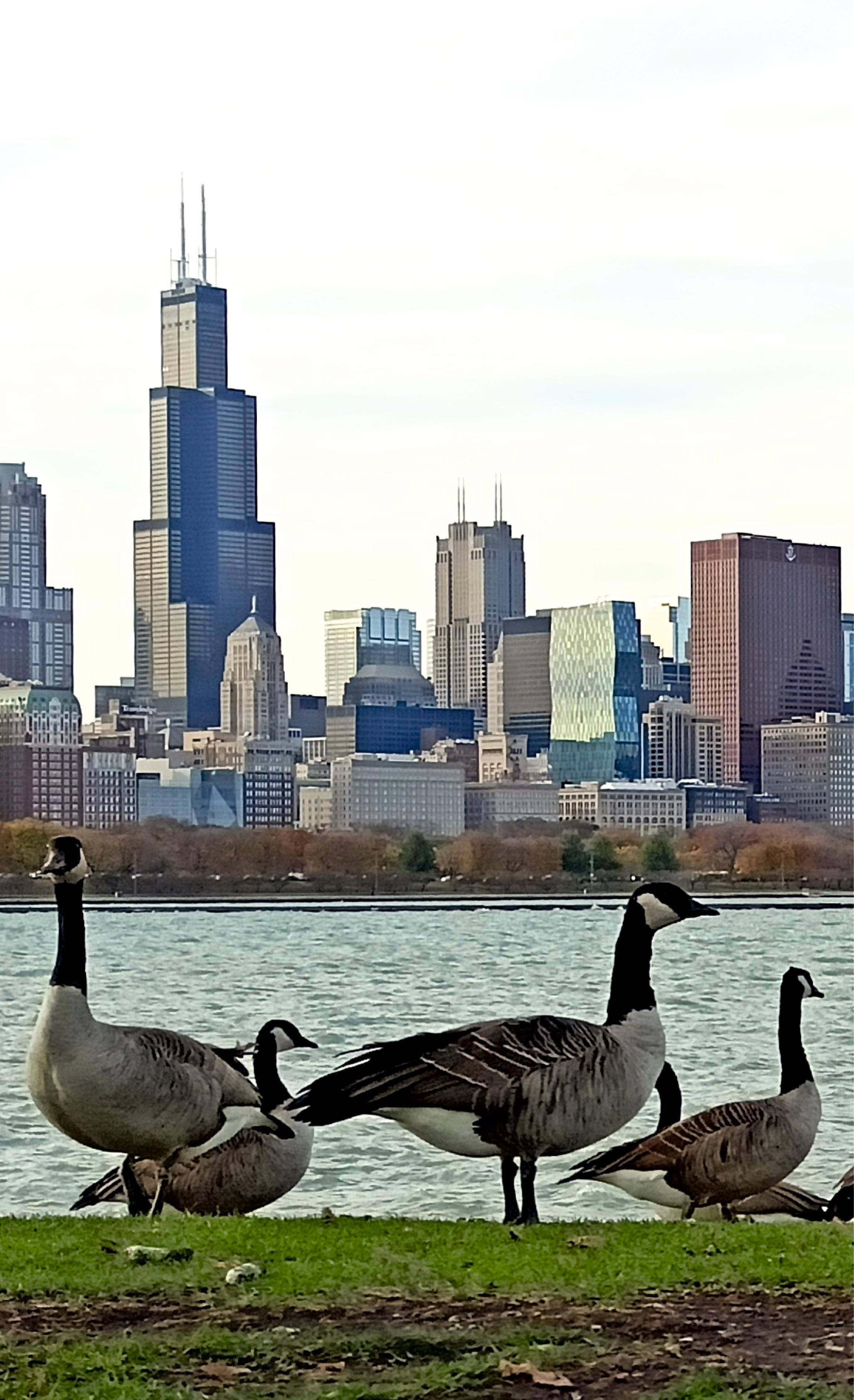 Chicagoer Gänse (Fotorealismus), Painting, von Tadeusz Zych