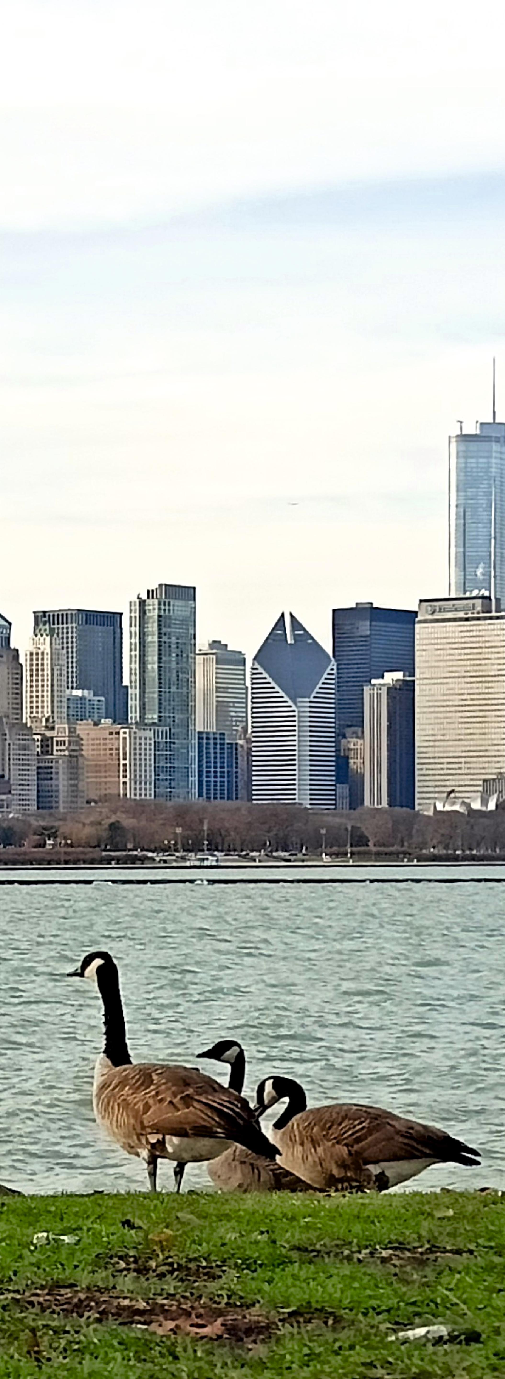 Chicagoer Gänse ist eine Fotografie des zeitgenössischen Künstlers Tadeusz Zych aus der Serie 
