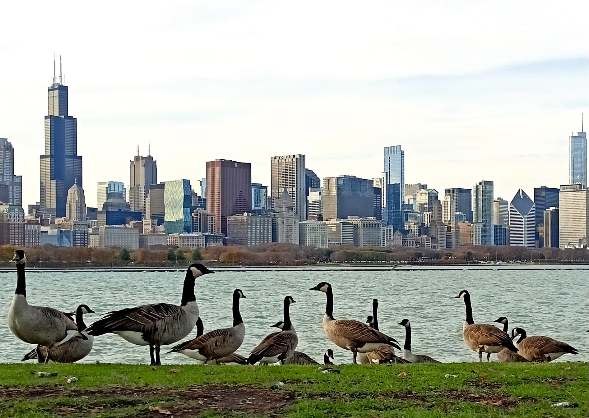 Tadeusz Zych Animal Painting – Chicagoer Gänse