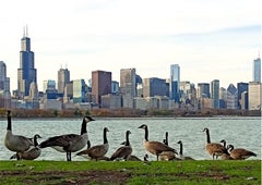 Chicago geese