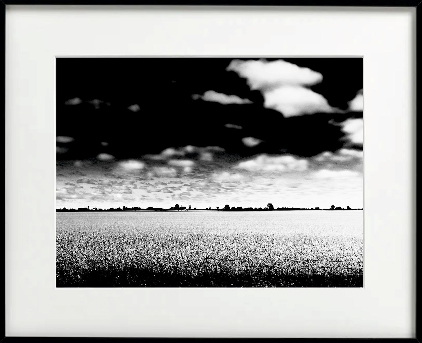 Cotton Plantation - Photograph by Tadeusz Zych