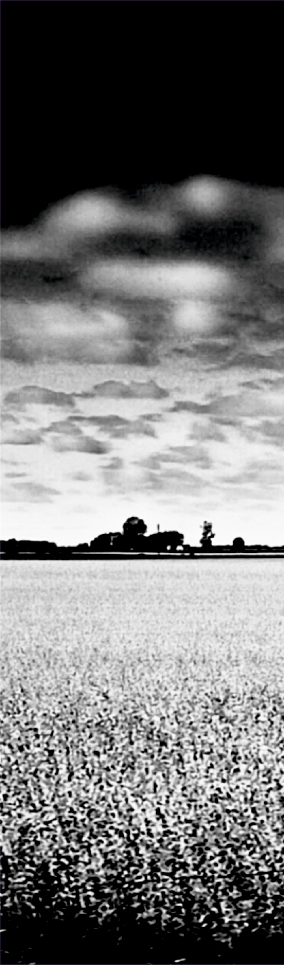 Cotton Plantation ist eine Schwarz-Weiß-Fotografie des zeitgenössischen Künstlers Tadeusz Zych aus der Serie Black and white states in limitierter Auflage. Das Foto wurde während einer Reise in die Vereinigten Staaten von Amerika im Jahr 2022