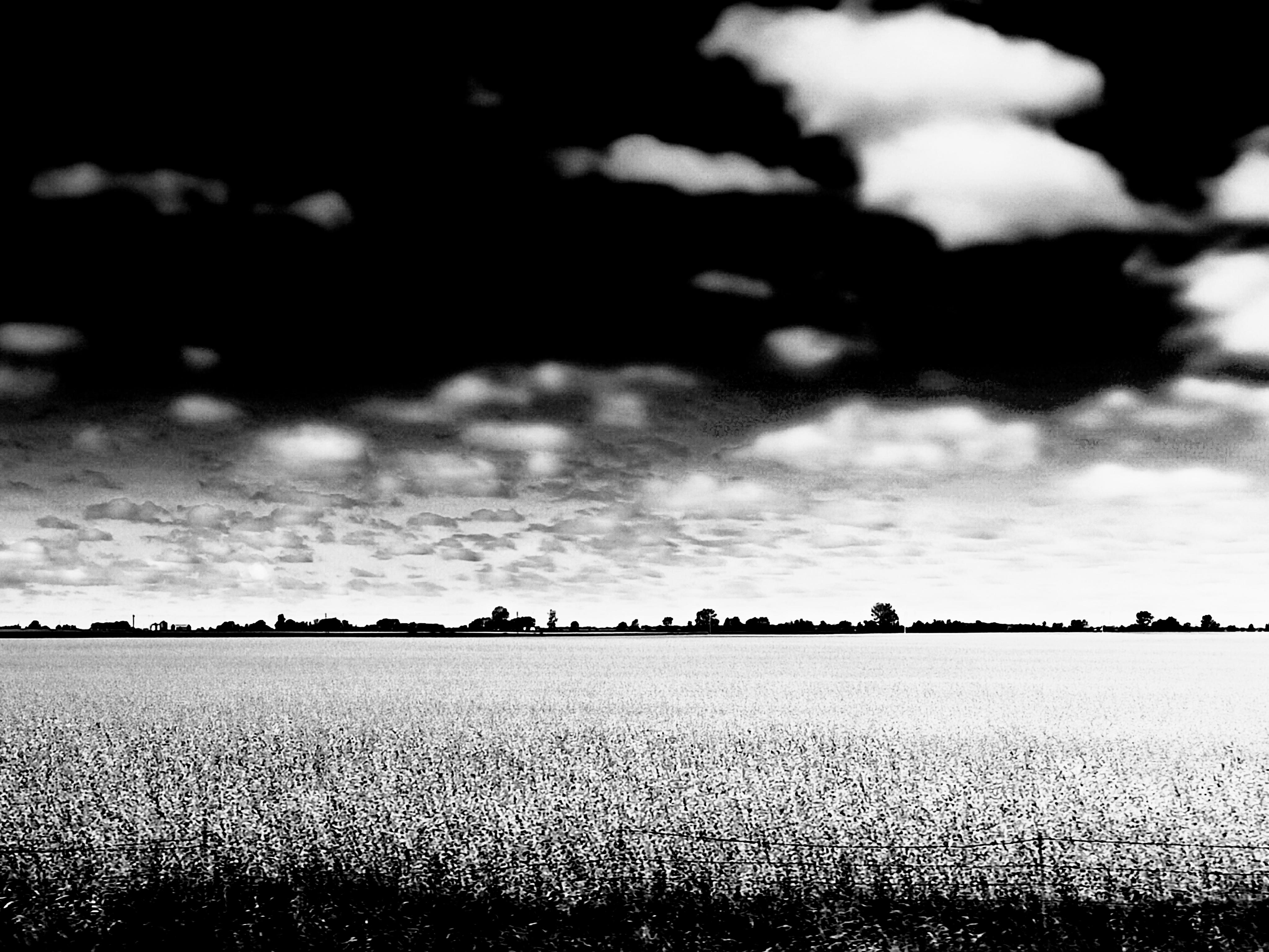 Tadeusz Zych Black and White Photograph – Baumwollplantage