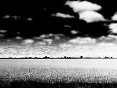 Piantagione di cotone