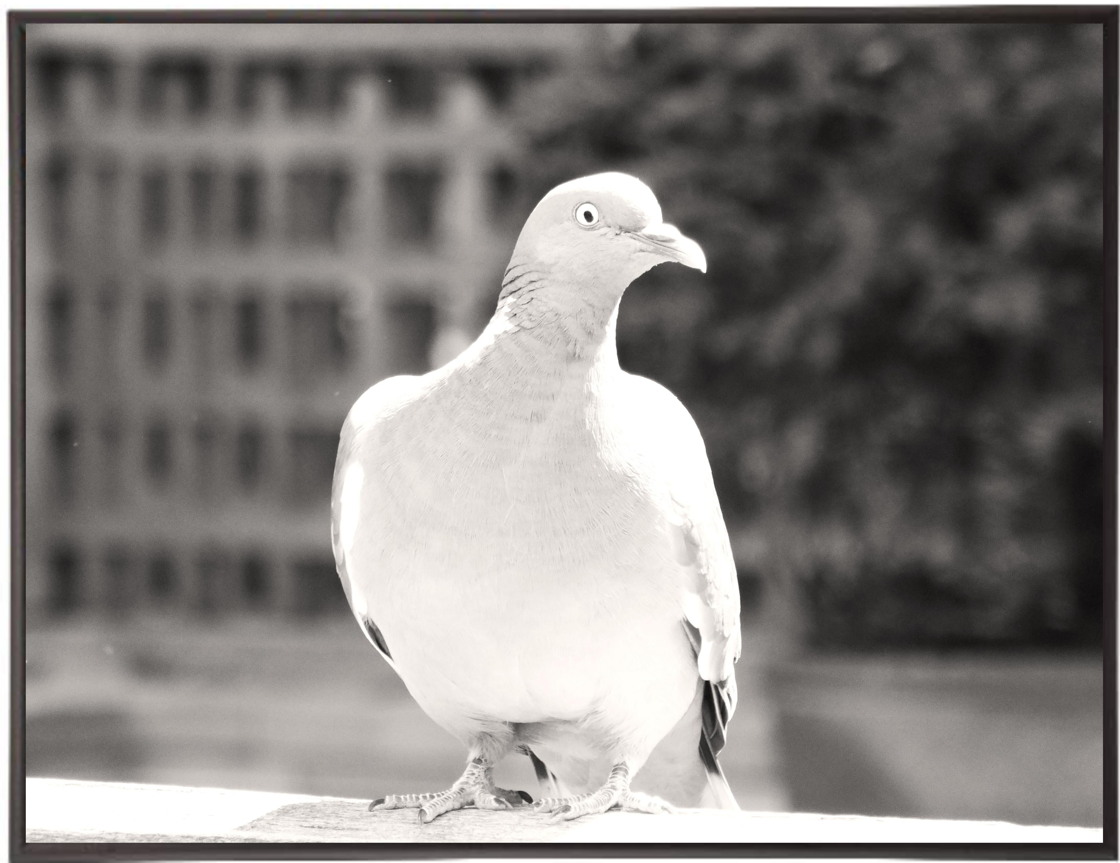Dove of peace. Limited edition no. I/V - Photograph by Tadeusz Zych