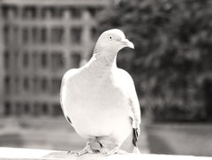 Dove of peace. Limited edition no. I/V