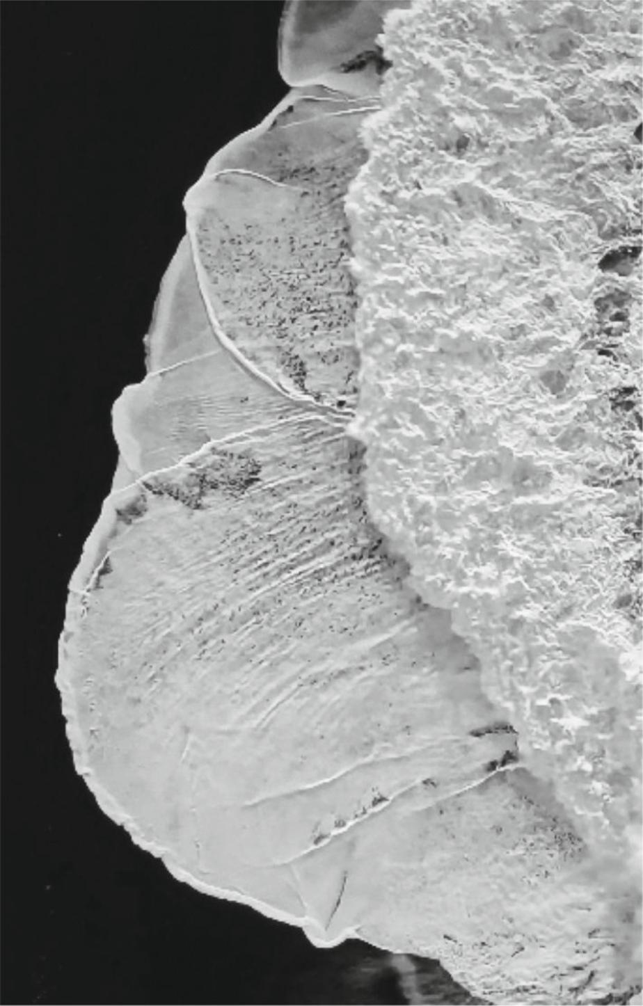 Whiting - Photoréalisme Photograph par Tadeusz Zych