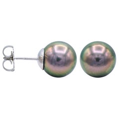 11-11.5mm Tahitian Pearl Stud Earrings in 14 Karat White Gold