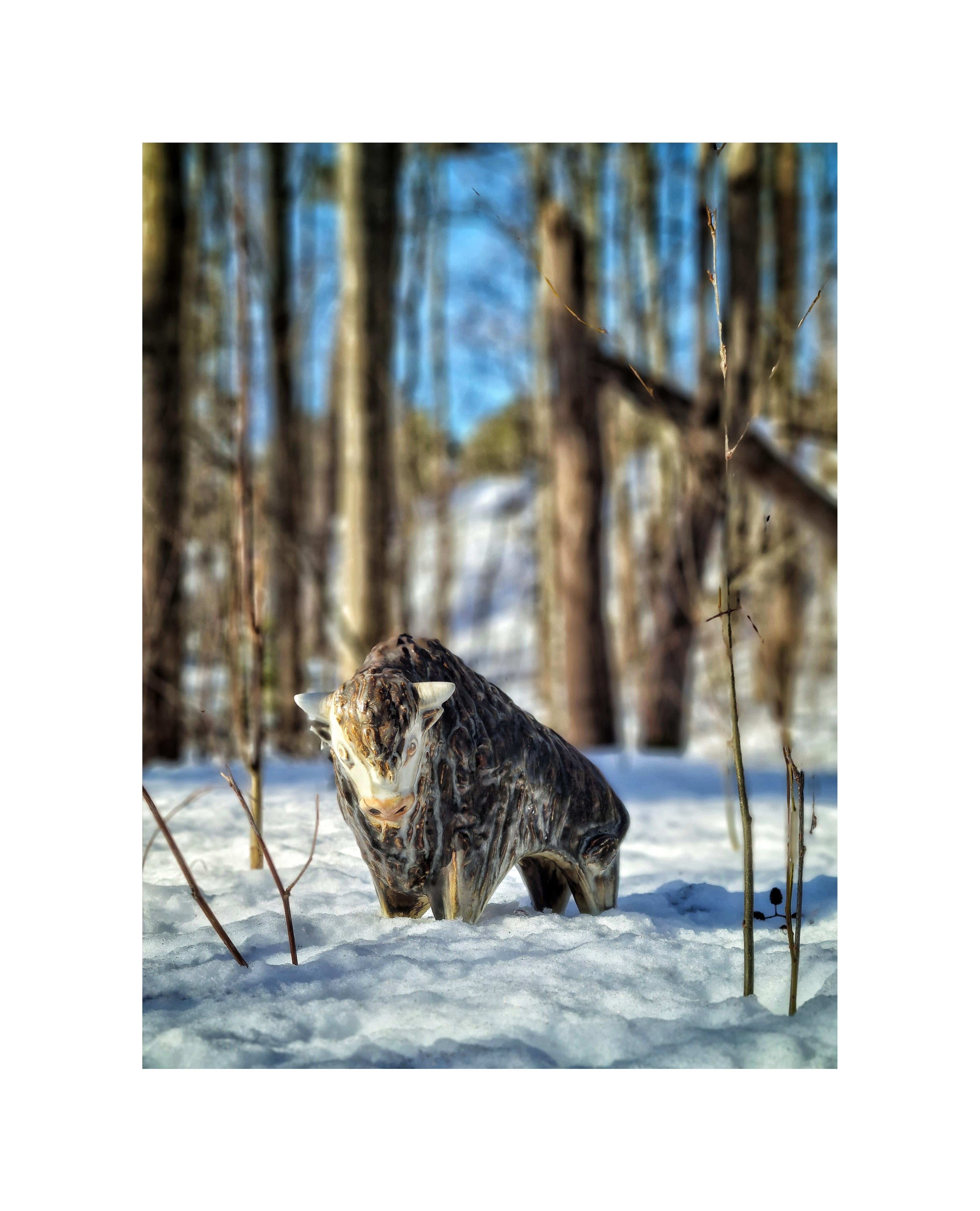 Taisto Kaasinen Bison, Arabia 2