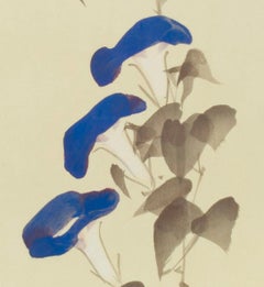 Morning Glory Vine and Flowers