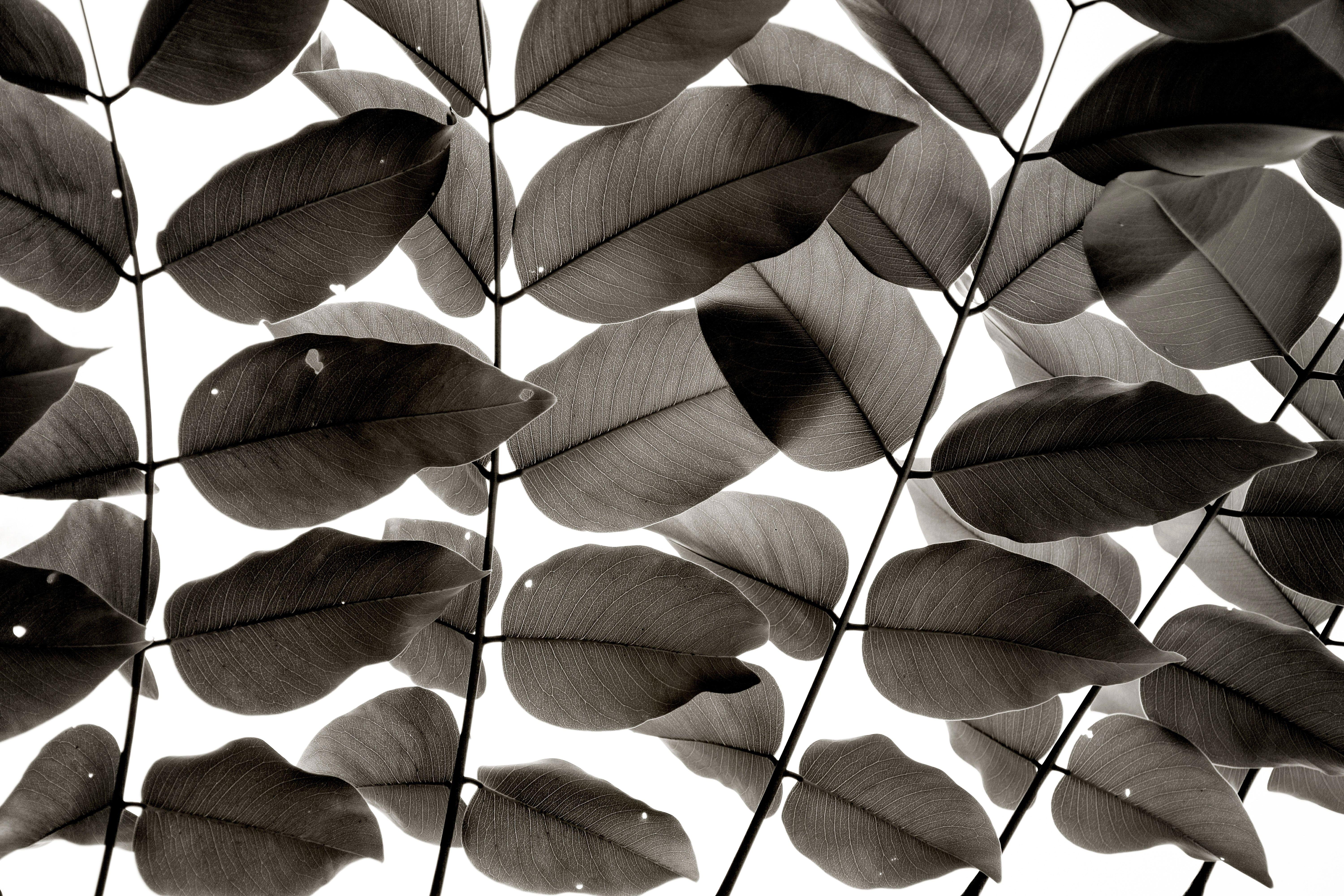 Tal Paz-Fridman Black and White Photograph – Branchen und Blätter I, Fotografie, Archivtinte- Jet