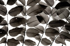 Branches and Leaves I, photographie, jet d'encre d'art