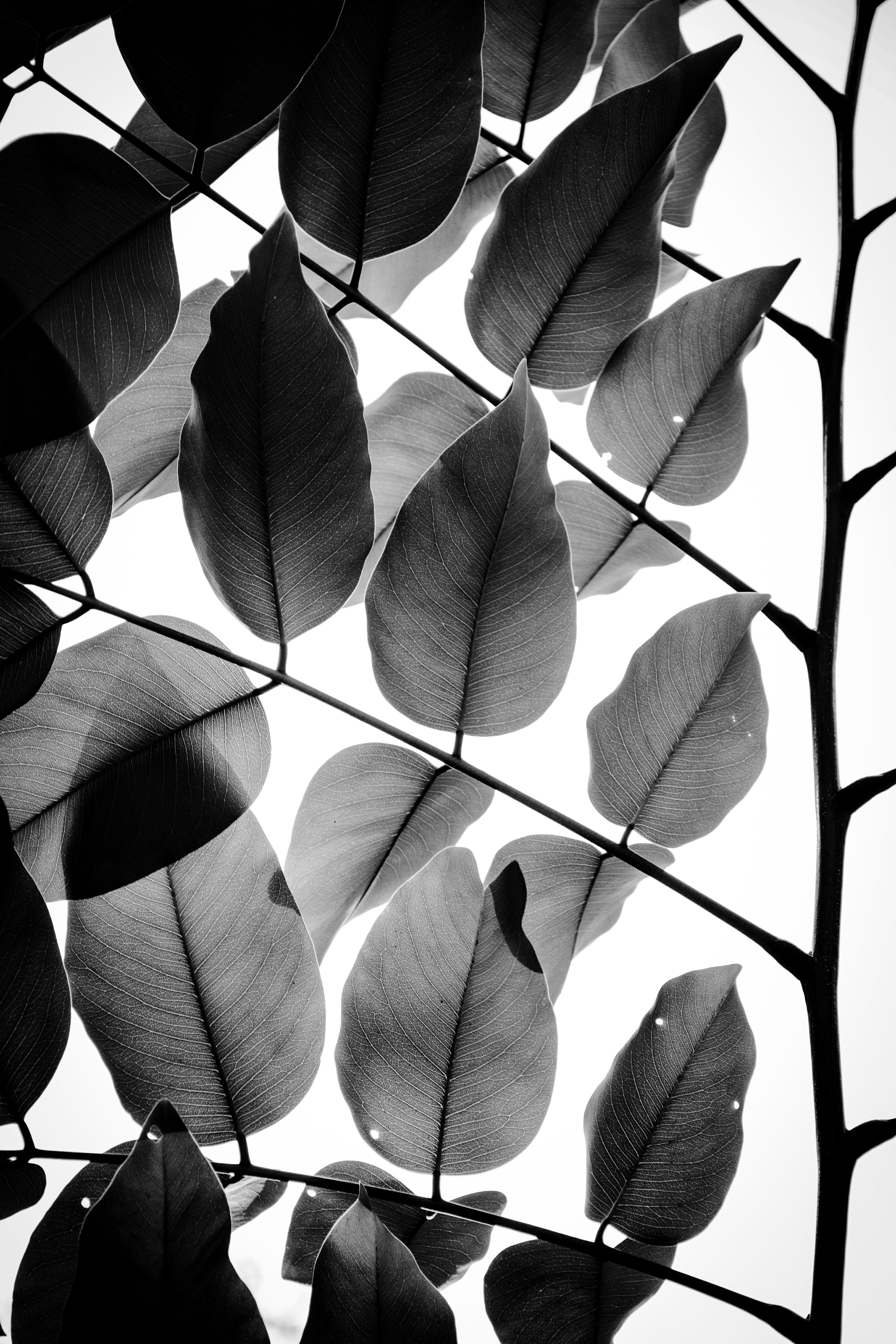 Tal Paz-Fridman Black and White Photograph – Zweige und Blätter II, Fotografie, Archivtinte- Jet