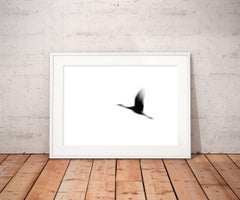 Crane(s) I, Fotografie, Tintenstrahl-Archivierung