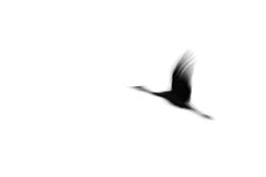 Crane(s) I, Photographie, Jet d'encre d'art