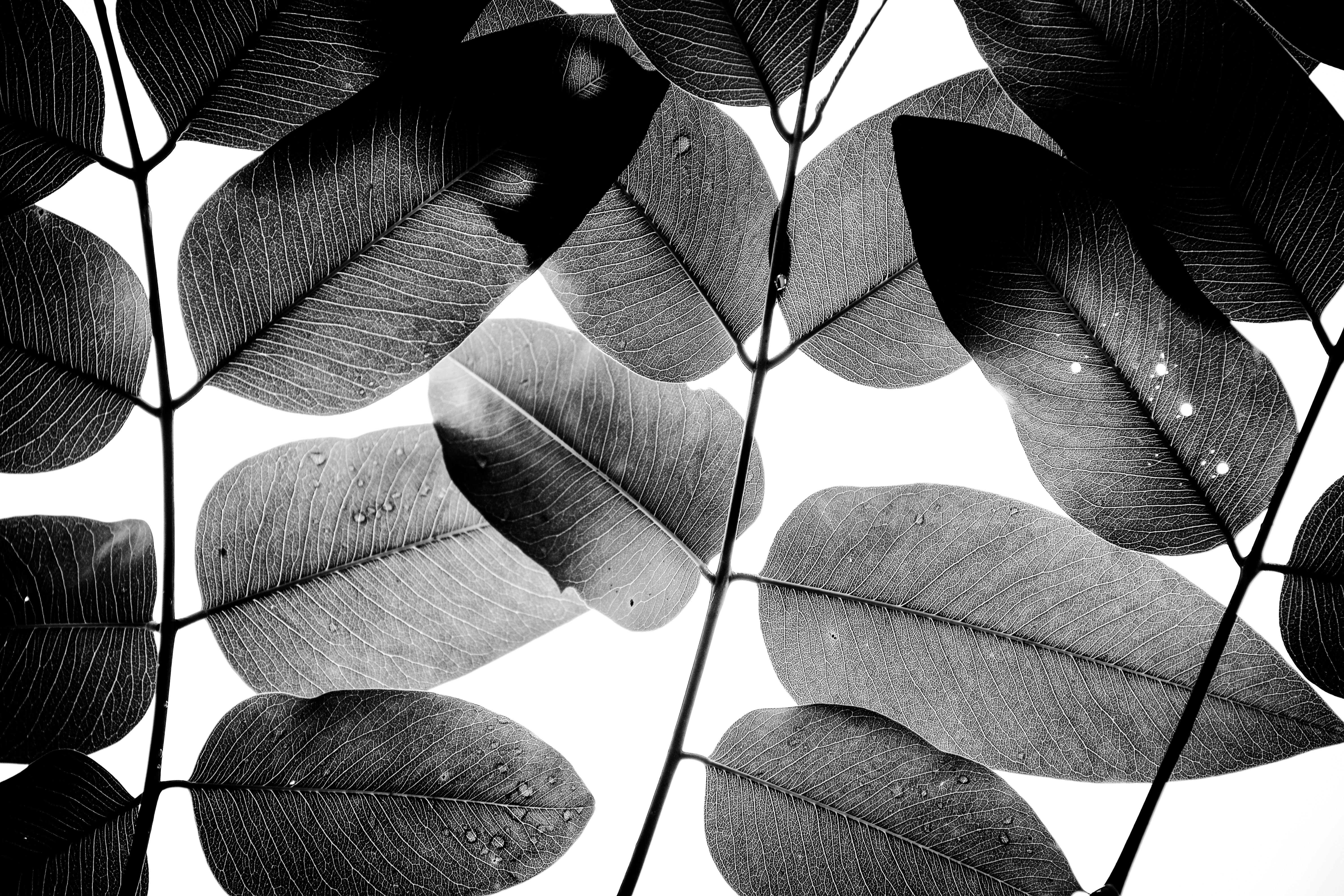 Tal Paz-Fridman Black and White Photograph - Experiments with Leaves II, Photograph, Archival Ink Jet