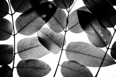 Experiments with Leaves II, photographie, jet d'encre d'archives