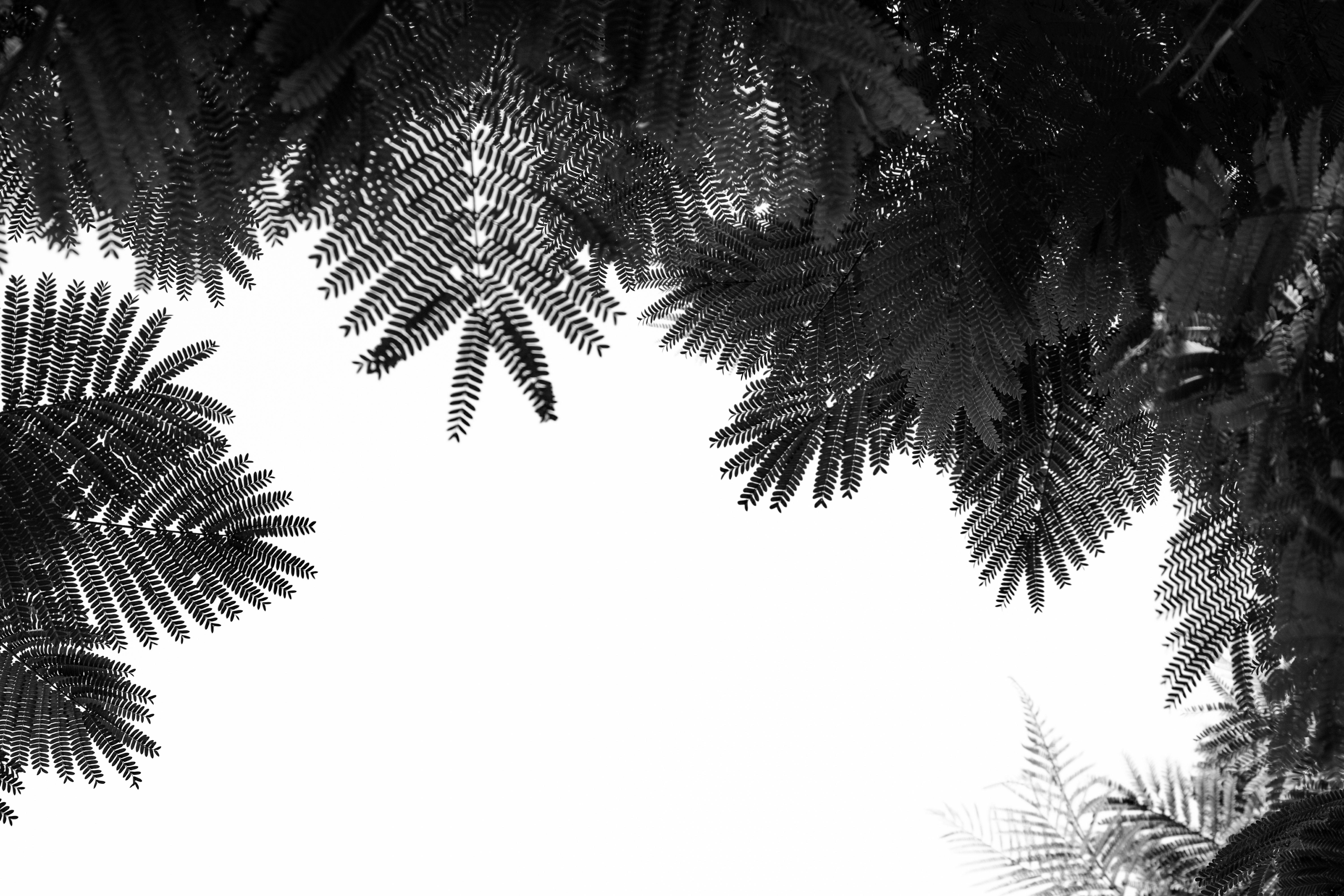 Tal Paz-Fridman Black and White Photograph - The Tree Top II, Photograph, Archival Ink Jet