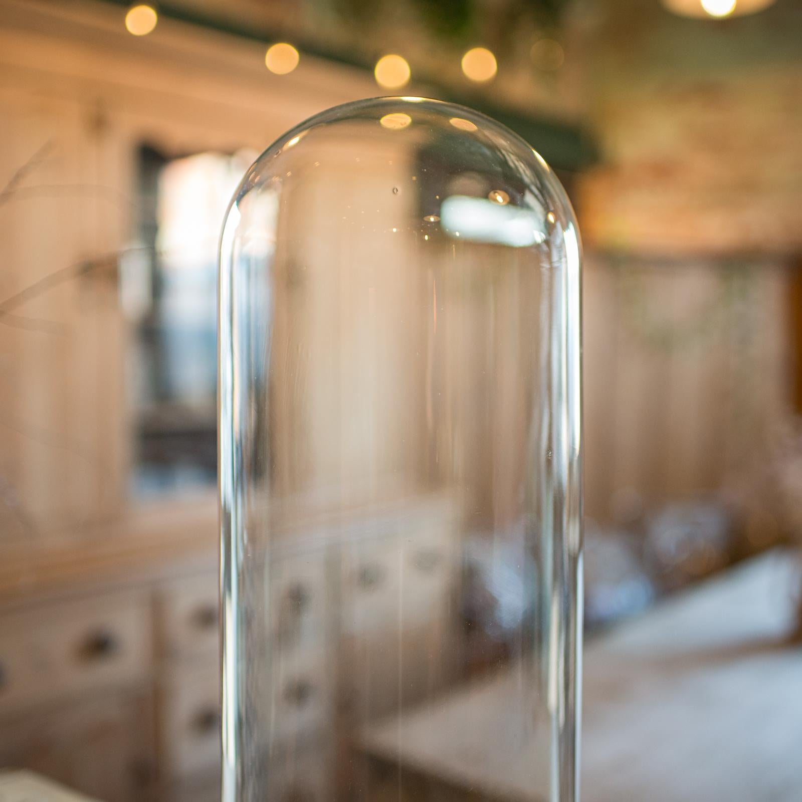 Tall Antique Display Showcase, English, Glass, Taxidermy, Dome, Victorian, 1850 In Good Condition For Sale In Hele, Devon, GB