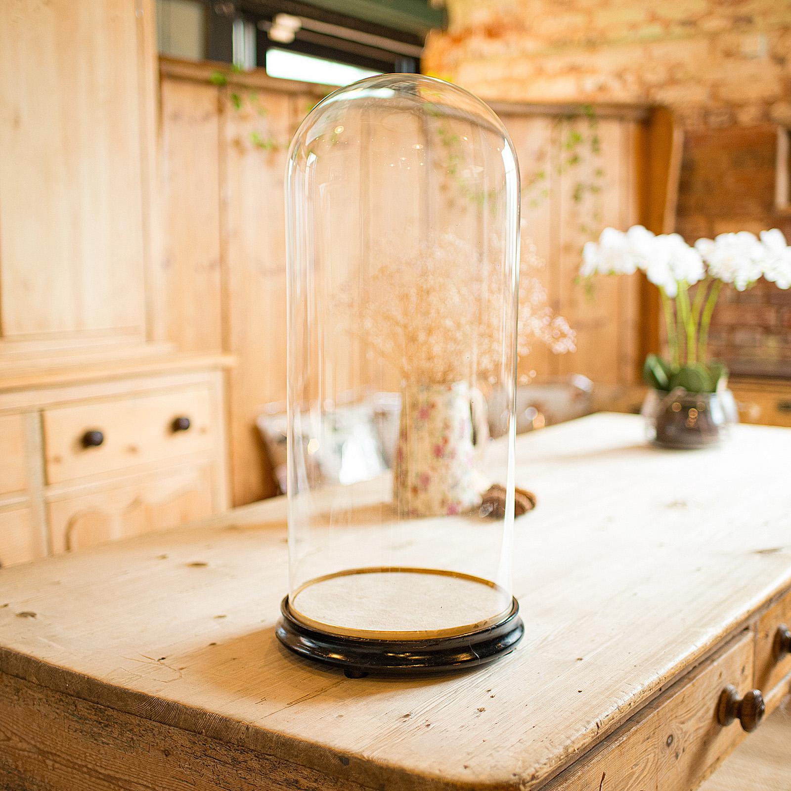 Tall Antique Professor's Specimen Dome, English, Glass, Taxidermy, Victorian In Good Condition For Sale In Hele, Devon, GB