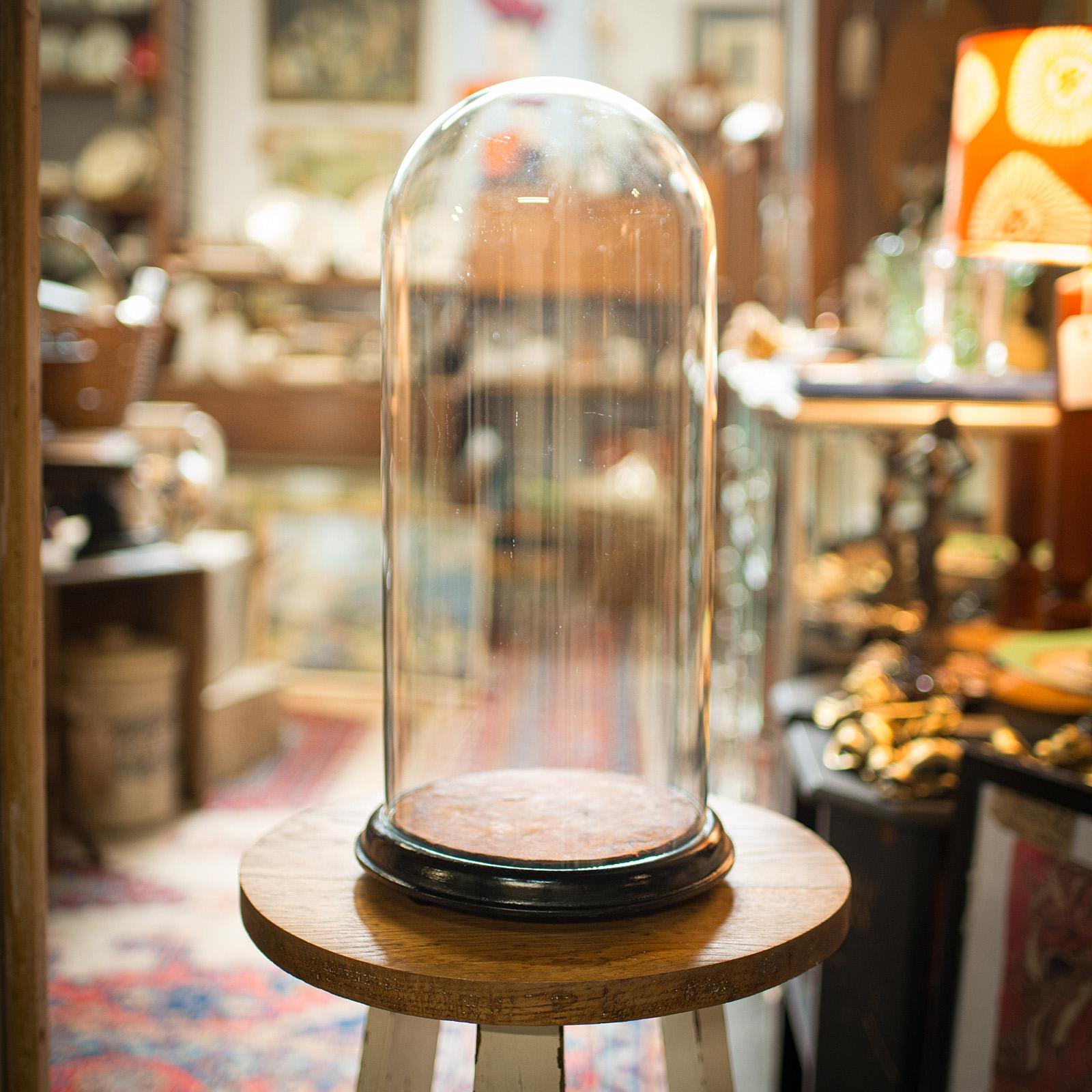 This is a tall antique specimen dome. An English, glass and leather taxidermy display case, dating to the Victorian period, circa 1880.

Well proportioned Victorian dome, ideal for displaying medium tall exhibits
Displays a desirable aged patina and