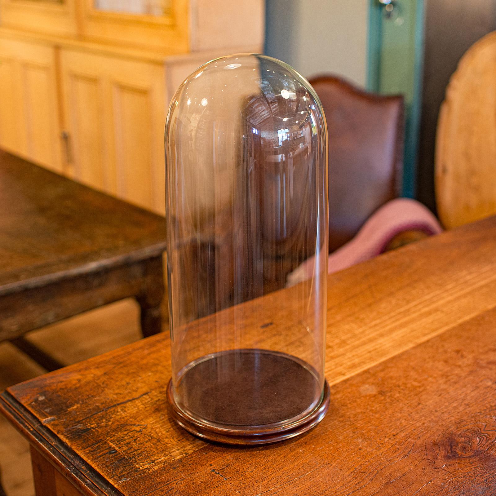 Cupola antica alta per tassidermia, inglese, vetro, espositore da collezione, tardo vittoriano In condizioni buone in vendita a Hele, Devon, GB