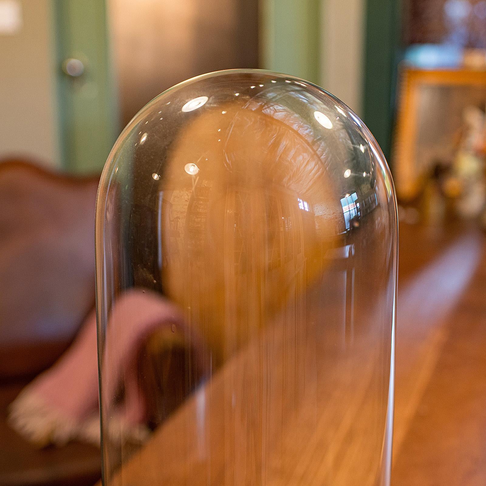 XX secolo Cupola antica alta per tassidermia, inglese, vetro, espositore da collezione, tardo vittoriano in vendita