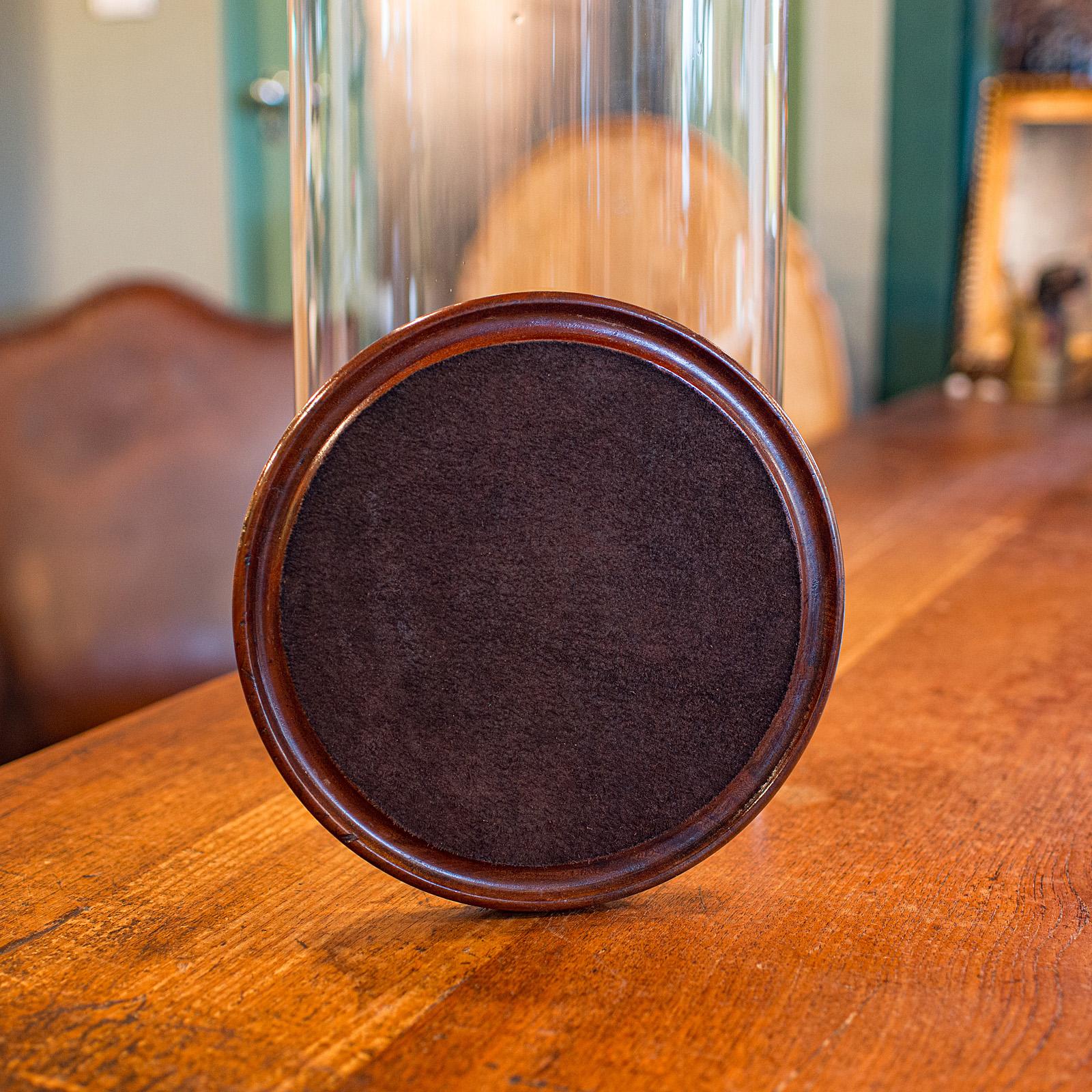 Cupola antica alta per tassidermia, inglese, vetro, espositore da collezione, tardo vittoriano in vendita 1