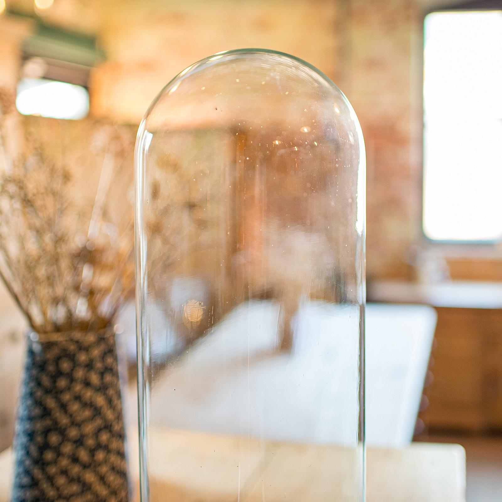 Tall Antique Taxidermy Dome, English, Glass, Pine, Display Case, Victorian, 1880 In Good Condition For Sale In Hele, Devon, GB