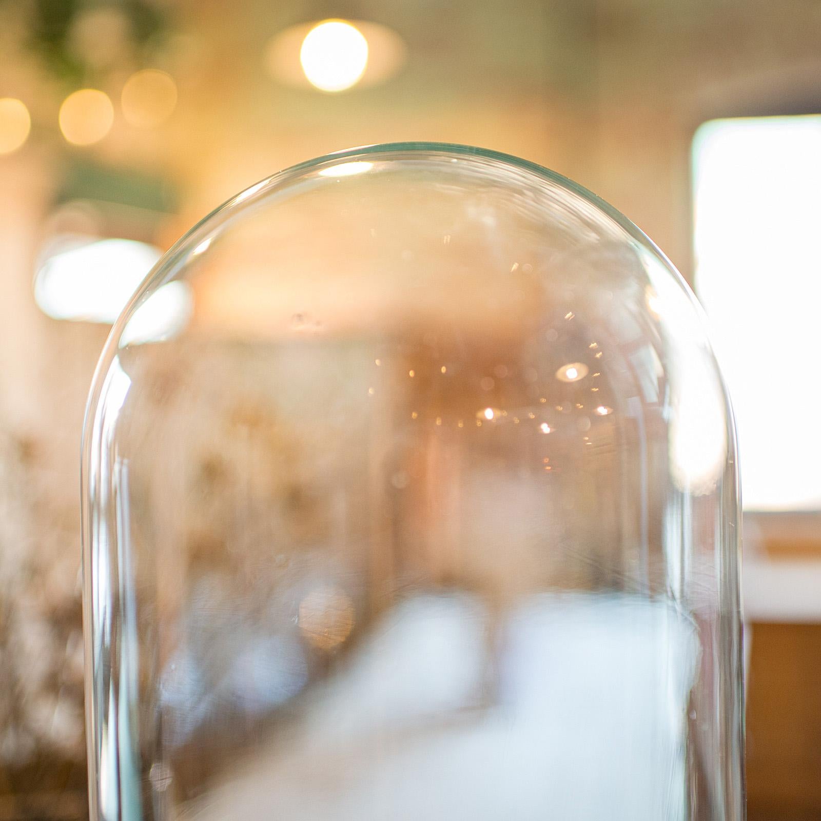 19th Century Tall Antique Taxidermy Dome, English, Glass, Pine, Display Case, Victorian, 1880 For Sale