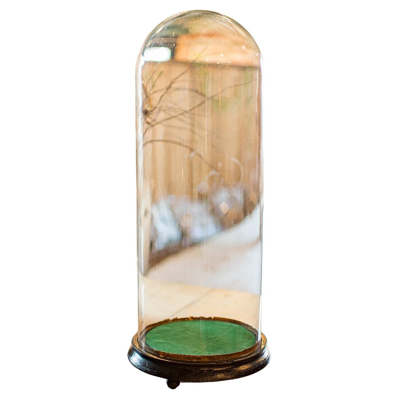 Tall Antique Taxidermy Dome, English, Glass, Pine, Display Case, Victorian, 1880