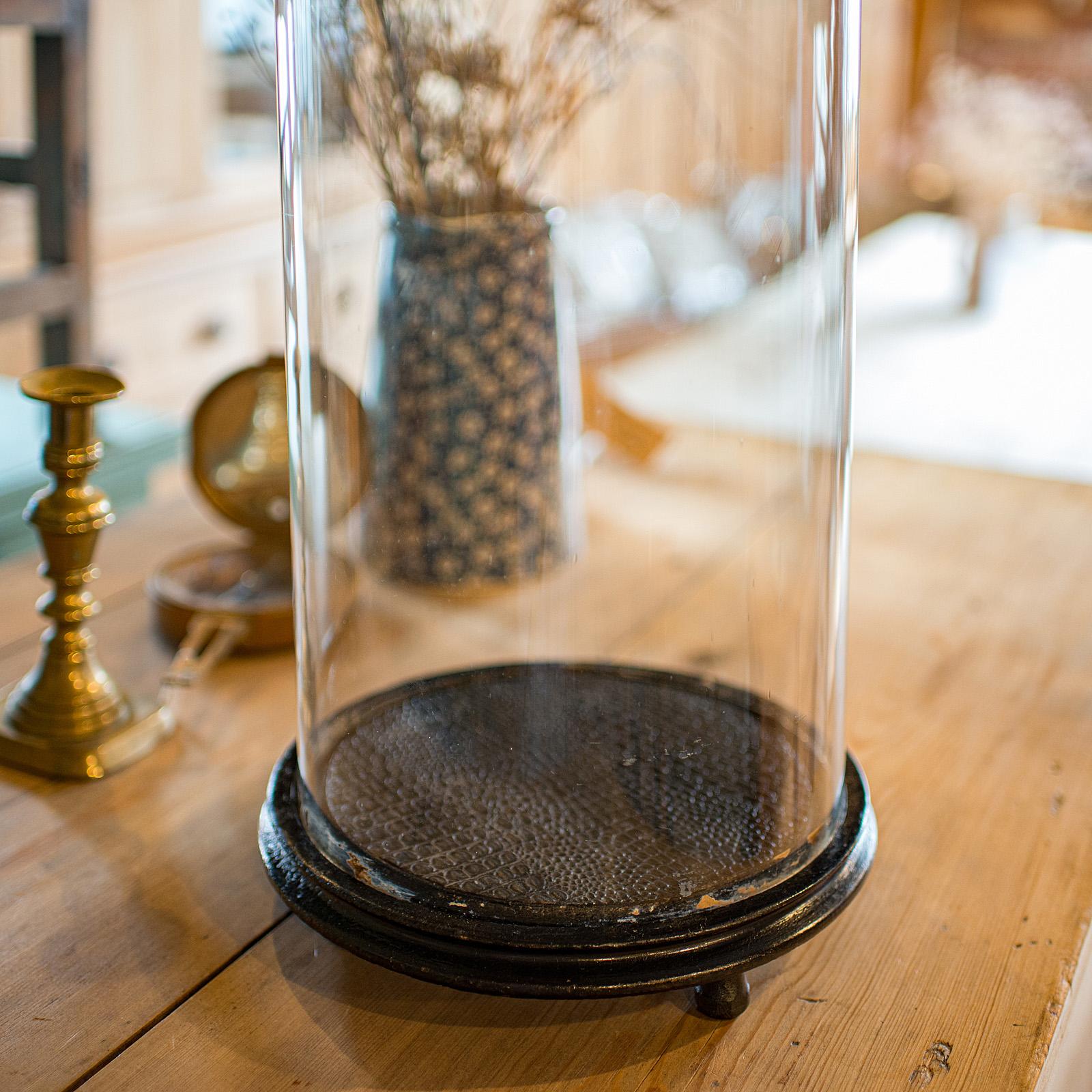Vitrina Taxidermia Antigua Alta, Inglesa, Cúpula Expositora, Vitrina para Especímenes, Victoriana siglo XIX en venta