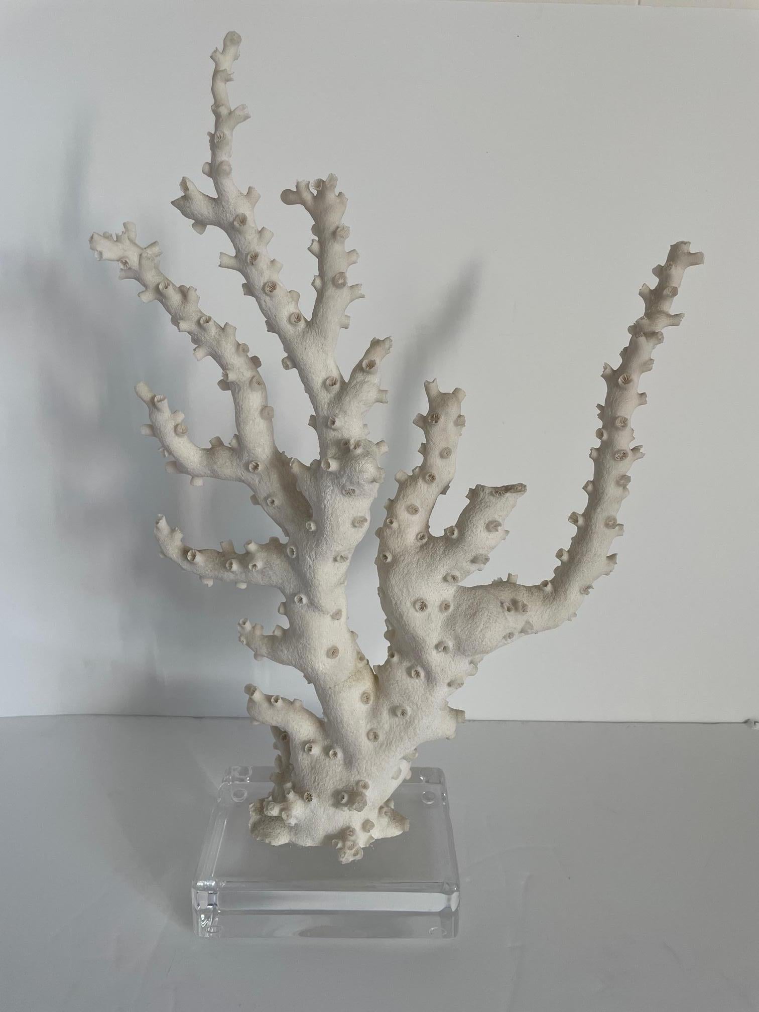 A tall sea coral sculpture mounted on a  piece of plastic. 
